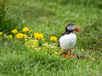 Papageientaucher neben Löwenzahn